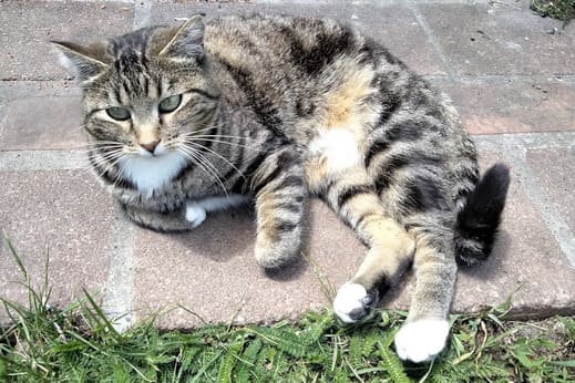 Grey tabby cat lying on a stone pavement