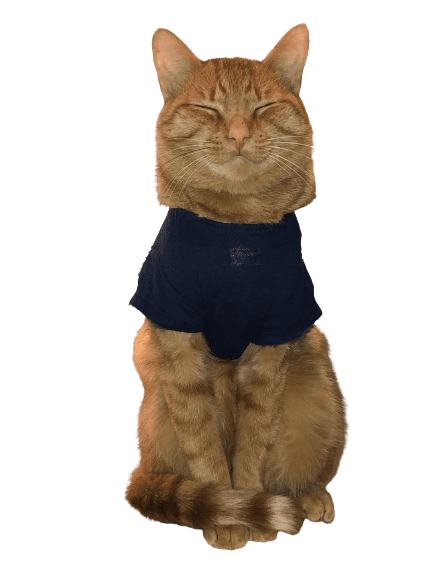 Orange cat wearing a black pullover