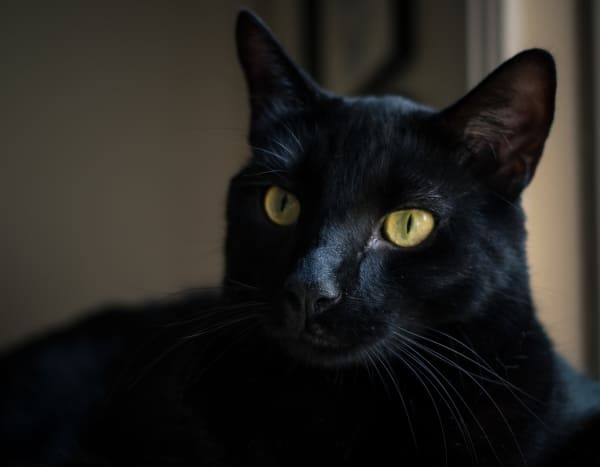 Black cat with yellow eyes and constricted pupils