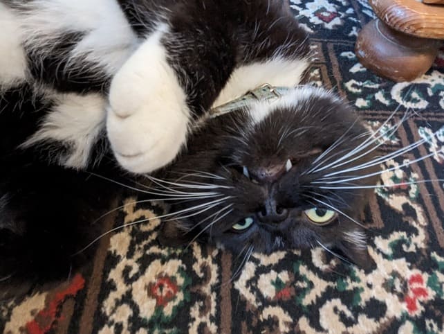 Black-and-white cat lying upside down on a carpet