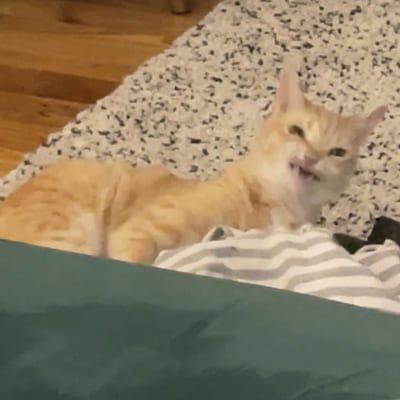 Orange-and-white cat lying on a carpet