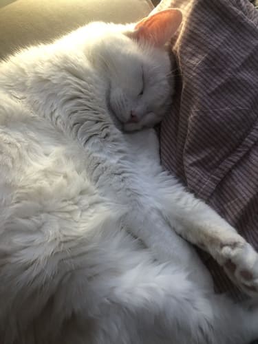 Fluffy white cat curled up and lying belly side up