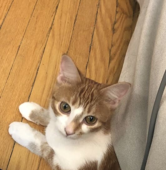 White and brown tabby cat sitting on a wooden floor