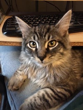 Long-haired tabby cat sitting on Justin's lap