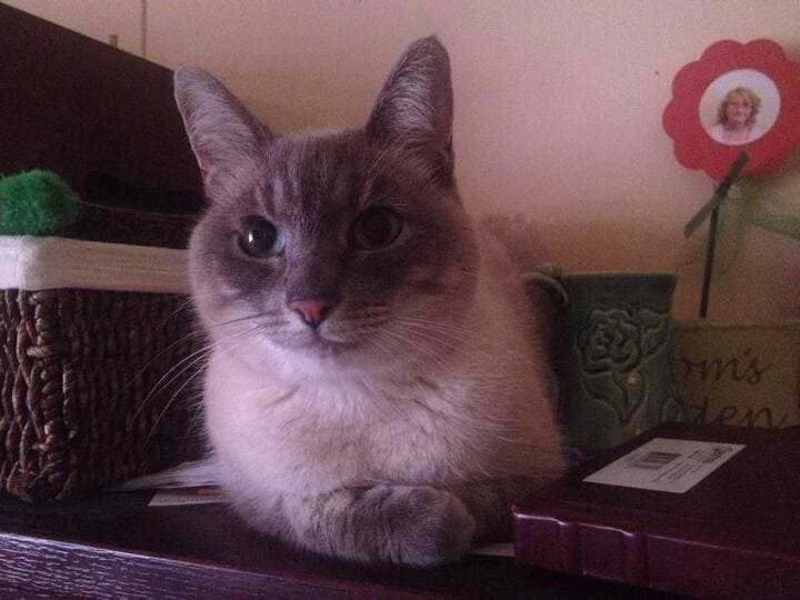 Siamese cat lying on a wooden surface between different boxes