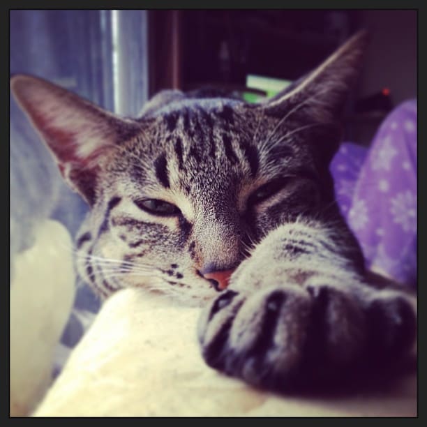 Tabby cat with a paw raised in front of its own face