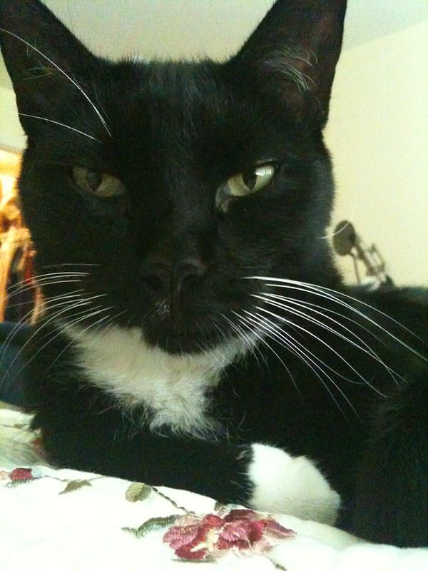 Close-up shot of a black-and-white cat sitting on a blanket