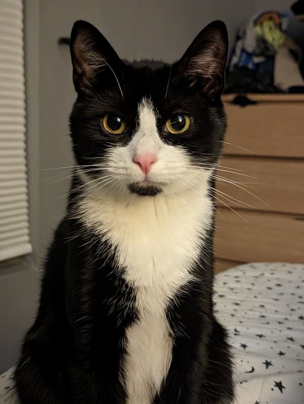 Tuxedo cat standing on a blanket in a bedroom