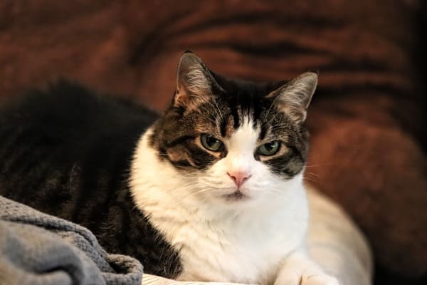 Domestic short hair cat lying on a brown sofa