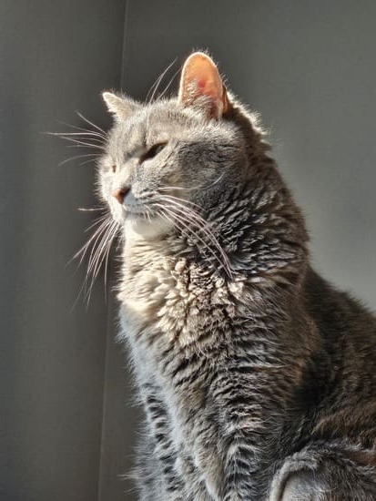 Gray cat with slightly opened eyes and face lit up by sunlight